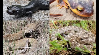 California Herping Bay Area Rattlesnake Den Nightsnake Black Salamanders and More [upl. by Vitek315]