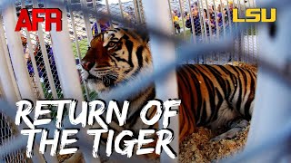 REACTION Live Tiger To Return To Tiger Stadium For LSU vs Alabama [upl. by Nolan]