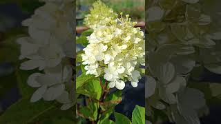 Гортензия метельчатая Hydrangea paniculata Fire light tiny bit [upl. by Lirret]