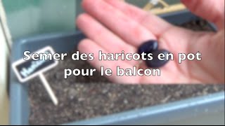 ✿ Comment semer des haricots en pot pour le balcon [upl. by Adnof49]