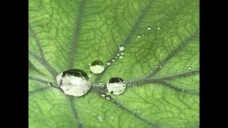 Tiny Coffee Cup Plant Rejoins the Family  Colocasia  Elephant Ear [upl. by Ethban491]