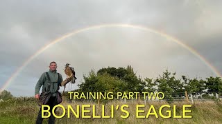 FALCONRY BONELLI’S EAGLES amp Gyr falcon training part two [upl. by Green164]