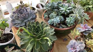 Echeveria Gibbiflora Hybrids Update Dec 2018 [upl. by Ojadnama856]