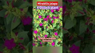 Mirabilis jalapa 4 Oclock plant shows incomplete dominance biology neet2024 ncert cbse [upl. by Chung]