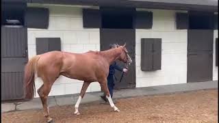 Goffs Online Summer Sale 2021 Lot 14 [upl. by Mundy]