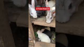 Rabbit loves banana leaf rabbitry bunny rabbitfarming [upl. by Atte]