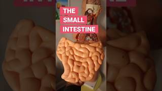 The Small Intestine funfacts [upl. by Gare]