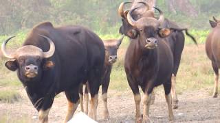 A herd of Gaur Indian Bison at Salt Pit  Bos Gaurus  Dooars  India [upl. by Tubb466]