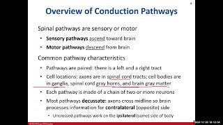 Day 20 BIO 210 700 Lecture FA2024 Spinal Cord [upl. by Llertal457]