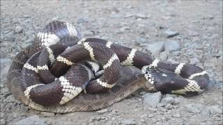 Kingsnake eats Mojave Rattlesnake [upl. by Spragens100]