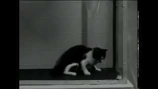 US Army LSD Test on Cat [upl. by Eelirem525]