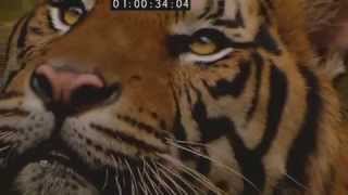 Sumatran Tiger the preview [upl. by Idroj]