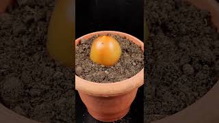 Best Skills How to grow Tomato tree from tomato fruits  Grafting tomatoShorts [upl. by Armond365]