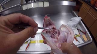 How To Extract Otoliths from a Largemouth Bass [upl. by Alicsirp]