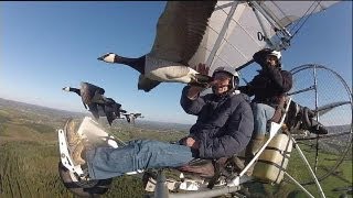 Enseñar a las aves nuevas rutas de migración  science [upl. by Rebmit103]