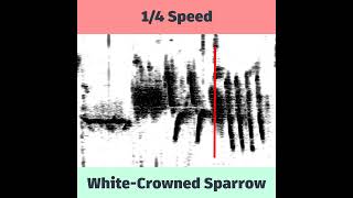 WhiteCrowned Sparrow Spectrogram in Slow Motion [upl. by Kean890]