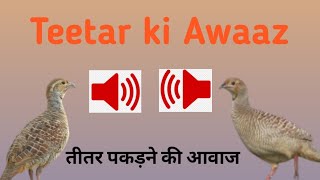 Teeter ki aawaz Teeter voice Teeter aawaz Teeter bolne ka tarika Teeter song Teeter birdsTeeter boli [upl. by Lachus567]