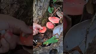 Foraging Wild Mushrooms in Nature The Mushroom Era shortsviral wildmushrooms mushroomforest [upl. by Vena]