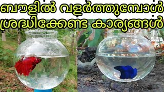 how to care fighterbettafish malayalam ബൗളിൽ വളർത്തുമ്പോൾ ശ്രദ്ധിക്കേണ്ട കാര്യങ്ങൾ [upl. by Anolla339]