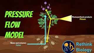 Pressure Flow Model Animation [upl. by Leirbaj]