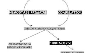 HEMATOLOGIE Physiologie de l’hémostase [upl. by Mensch97]