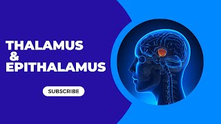 Brain Stem Model  Thalamus amp Epithalamus [upl. by Botnick]