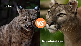 Bobcat Vs Mountain Lion w Examples [upl. by Karoly]