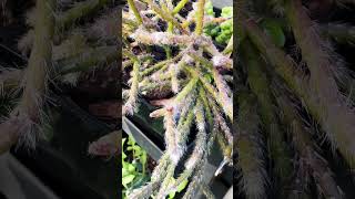 Rhipsalis Pilocarpa ‘Mistletoe Cactus’ balconygarden succulentsplanterspot plants succulent [upl. by Lered]