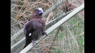 Thick Billed Weaver  filmed by Greg Morgan [upl. by Narok]