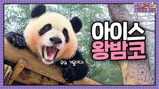 SUB 전지적 할부지 시점 ep201 quot왕밤코가 꽁꽁❄️quot 새하얀 눈밭에 나타난 두 흙곰 루이후이의 판생 첫 눈놀이💕│ Panda World [upl. by Ro43]