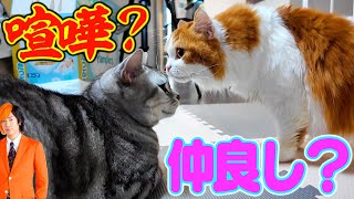 【お引越し】東京で４年間飼っていた猫がついに岡崎へやってきた！！！ [upl. by Kaine]