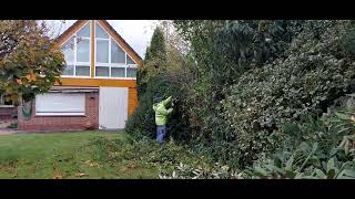 Sträucher schneidenwie eine hecke in herbst [upl. by Madora533]