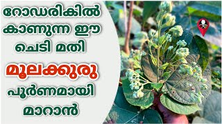 വേദനയില്ലാതെ പൈൽസ് മാറ്റാനുള്ള ഫലപ്രദമായ വിദ്യ  How to cure piles  moolakkuru treatment malayalam [upl. by Enelav]