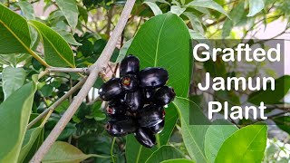 How to Grow Jamun Plant in Pot [upl. by Concordia]