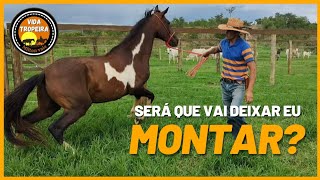 MONTANDO EM CAVALO XUCRO MUSTANG [upl. by Hopper]