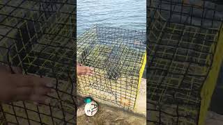 Crabbing with different baits Flounder head no bueno crabbing fishing wildlife [upl. by Neural]