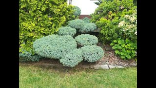 Pruning Juniperus squamata Blue Carpet [upl. by Norel]