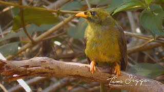 Bell Miner Manorina melanophrys  HD Video clip 11 Tim Siggs ABVC [upl. by Kono]