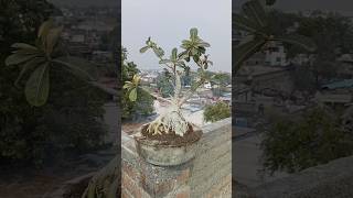 How to grow adenium plants🌿😍indianfarmer indiangardeners gardening phoolpatte adenium shorts [upl. by Eejan268]