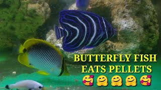 IKAN KEPE MAKAN PELET MELATIH IKAN KEPE MAKAN PELET HOW TO TRAIN BUTTERFLYFISH EAT PELLETS KEPE [upl. by Lussi320]