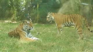 Thoiry ZooSafari  Tunnel des Tigres  Repas des Fauves Vlog 210718  HD [upl. by Airpac]