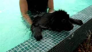 Newfoundland Puppy Swimming [upl. by Aggappe925]