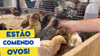 Como amansar suas aves  Coração Campeiro [upl. by Yrrap]