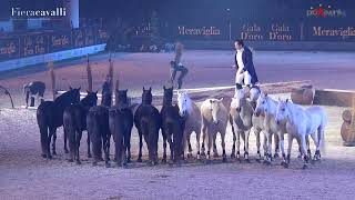 Gala Doro quotMeravigliaquot  Fieracavalli 2022  ACTION amp EMOTIONS by Lorenzo [upl. by Lecrad]