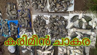 Chulatheruvu Karimeen lelam Malayalam Fishing videos [upl. by Airebma]