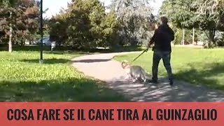 Cosa fare se il cane tira al guinzaglio [upl. by Aplihs]