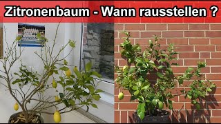 Zitronenbaum wann rausstellen Zitrone nach Winter raus nach draußen stellen [upl. by Antons795]