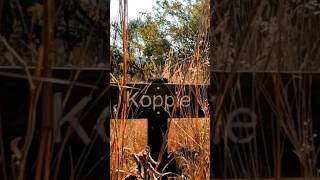 Smuts Koppie Nature Reserve Review…🏞️👀 [upl. by Hanonew57]