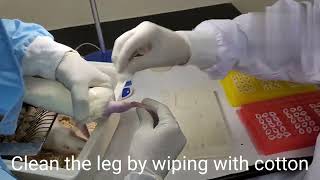 Saphenous Vein Blood collection technique in Rats Serial sampling technique [upl. by Ynnej]