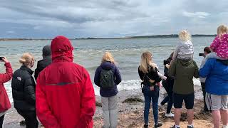 Bottlenose Dolphins from Chanonry Point [upl. by Dannel]